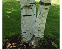 Paper Birch 